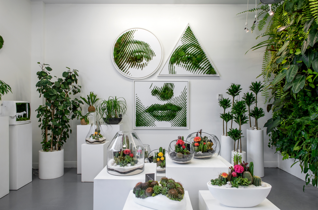 Luxury Plants in Miami