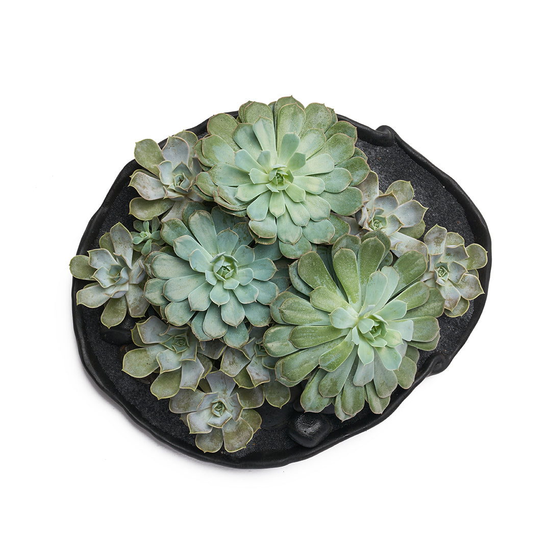 Ceramic Petale Bowl Black - Succulents