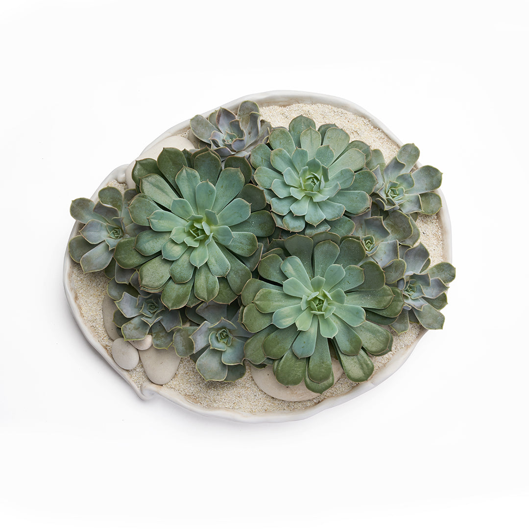 Ceramic Petale Bowl White - Succulents