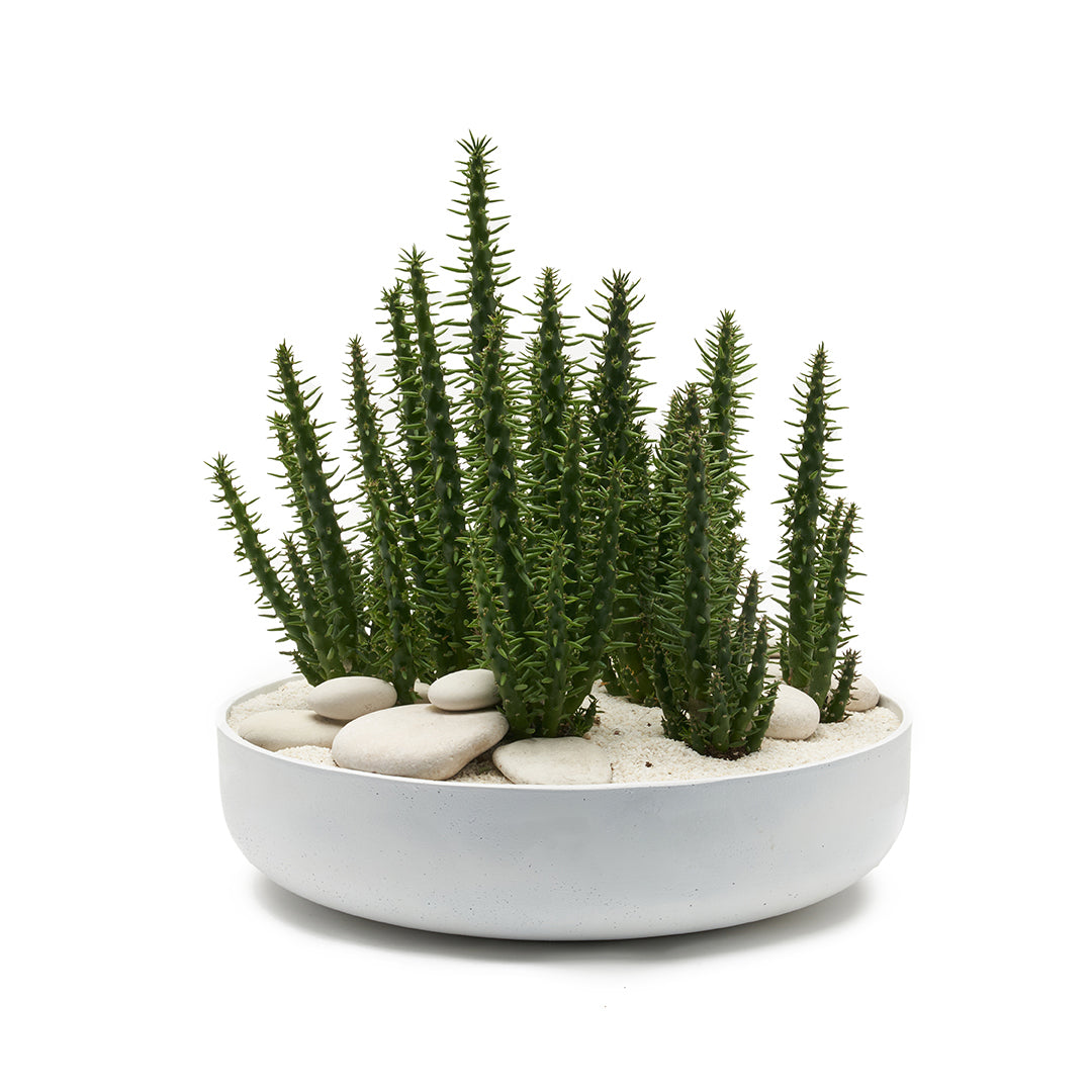 Round Ceramic Low White - Eve's Pin Cactus Garden