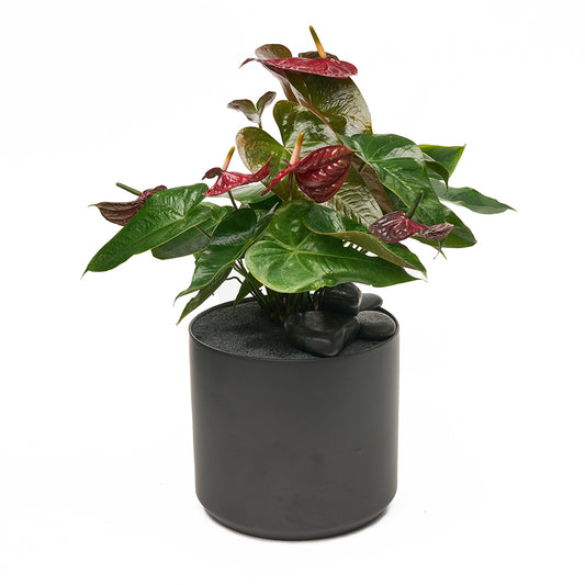 Ceramic Round Black  - Anthurium Foxy-Queen