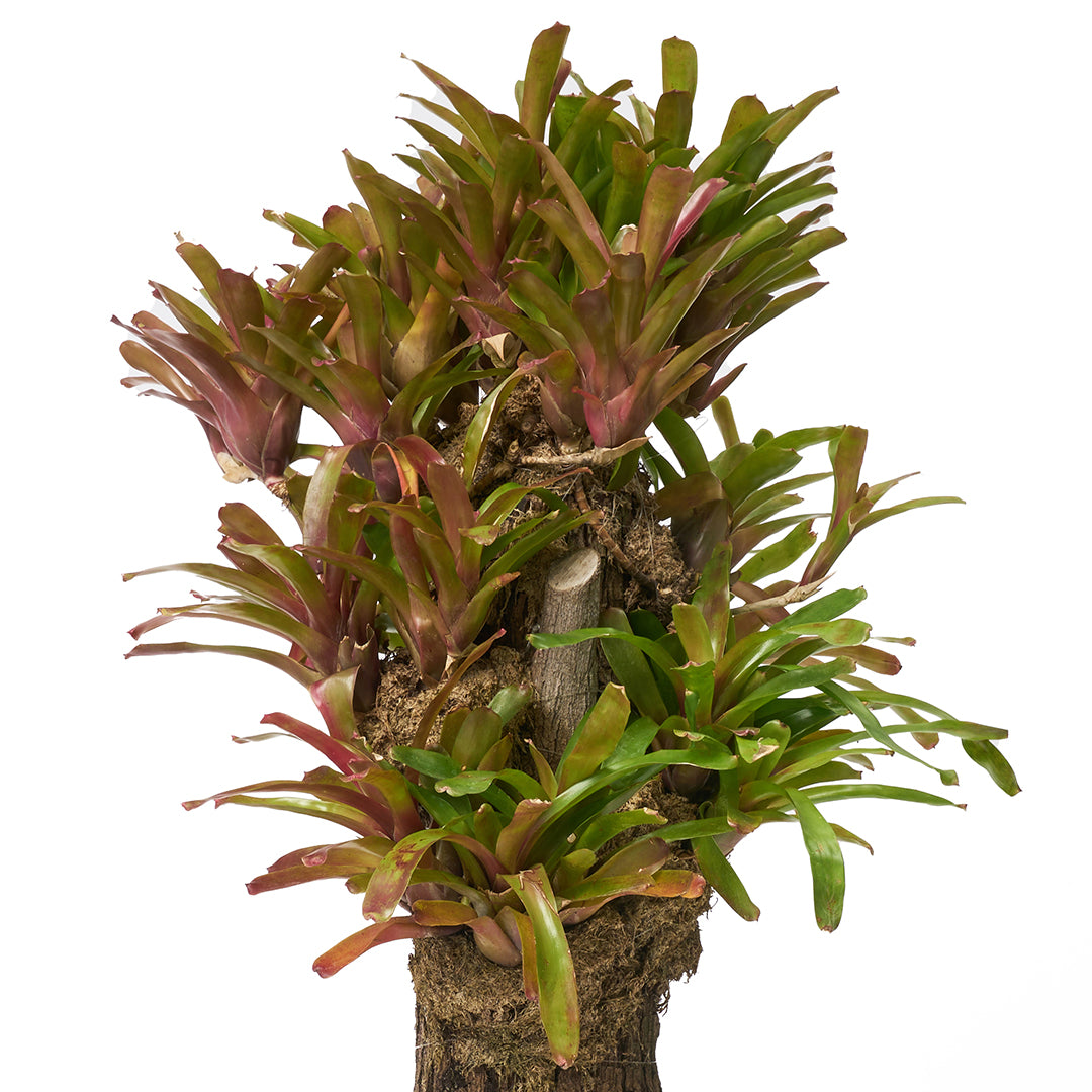 Trunk with Bromeliads