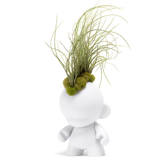 Munny Small Mohawk - Small Juncea Airplants