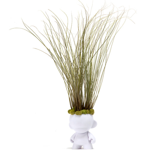 Munny Small Rockstar - Large Juncea Airplants