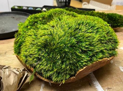 Teak Bowl - Moss