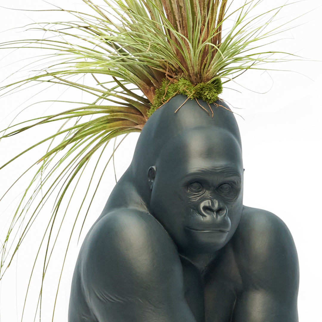 Lladró Porcelain - Gorilla With Airplants (Black)