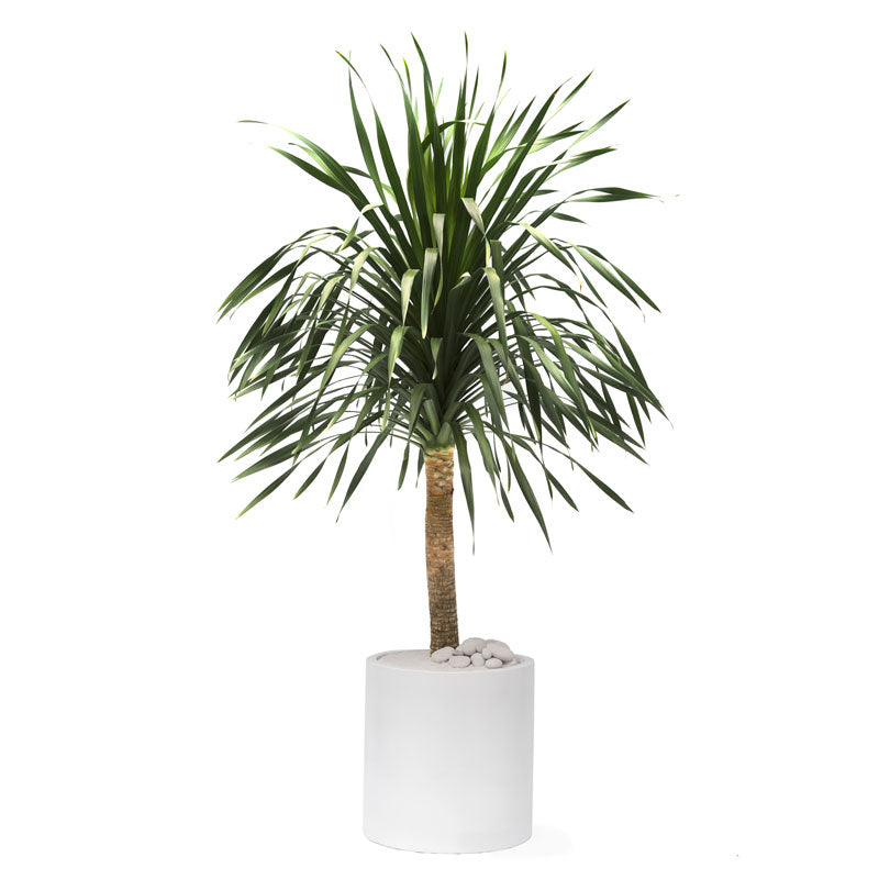 Milano Cylinder Small White – Dracaena Arborea – PLANT THE FUTURE