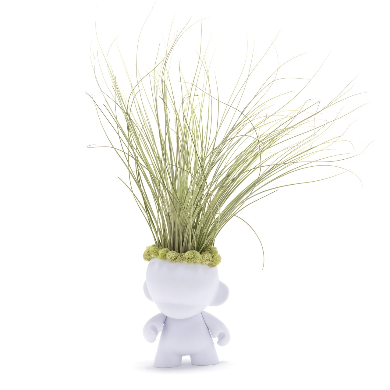 Munny Small Rockstar - Large Juncea Airplants