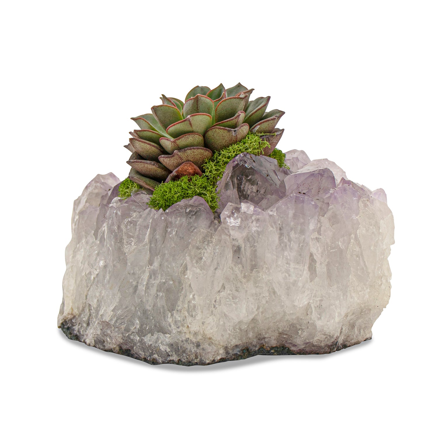 Amethyst Crystal with Succulent (5" W x 5" H)