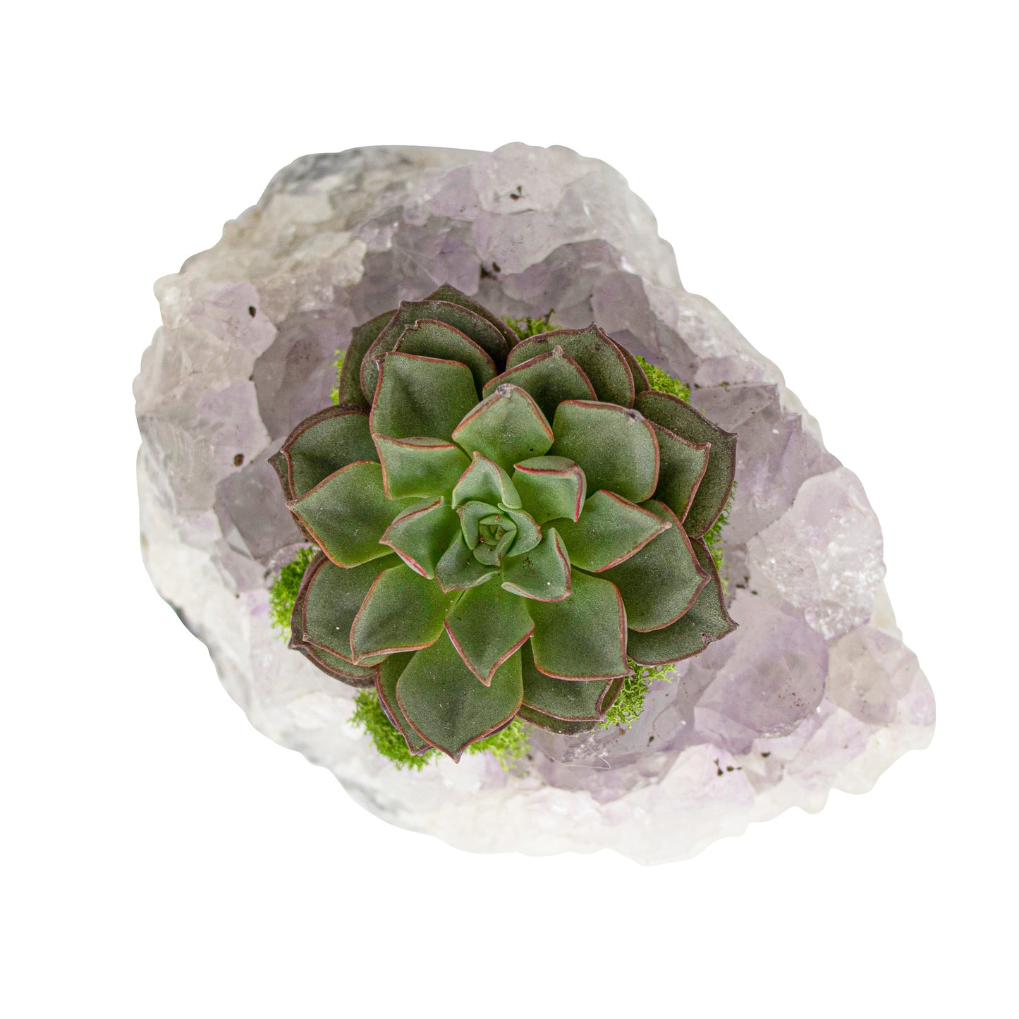 Amethyst Crystal with Succulent (5" W x 5" H)